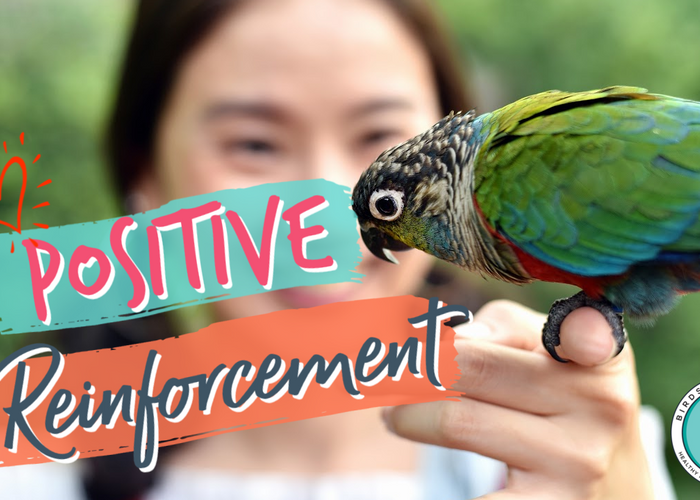 Unlocking the Secrets of Successful Bird Training using Positive Reinforcement